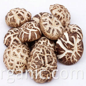 organic shiitake mushroom